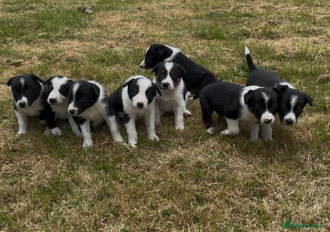 Border Collie dogs for sale: Border collie puppies for sale in Ashby-de-la-Zouch - Advert 2