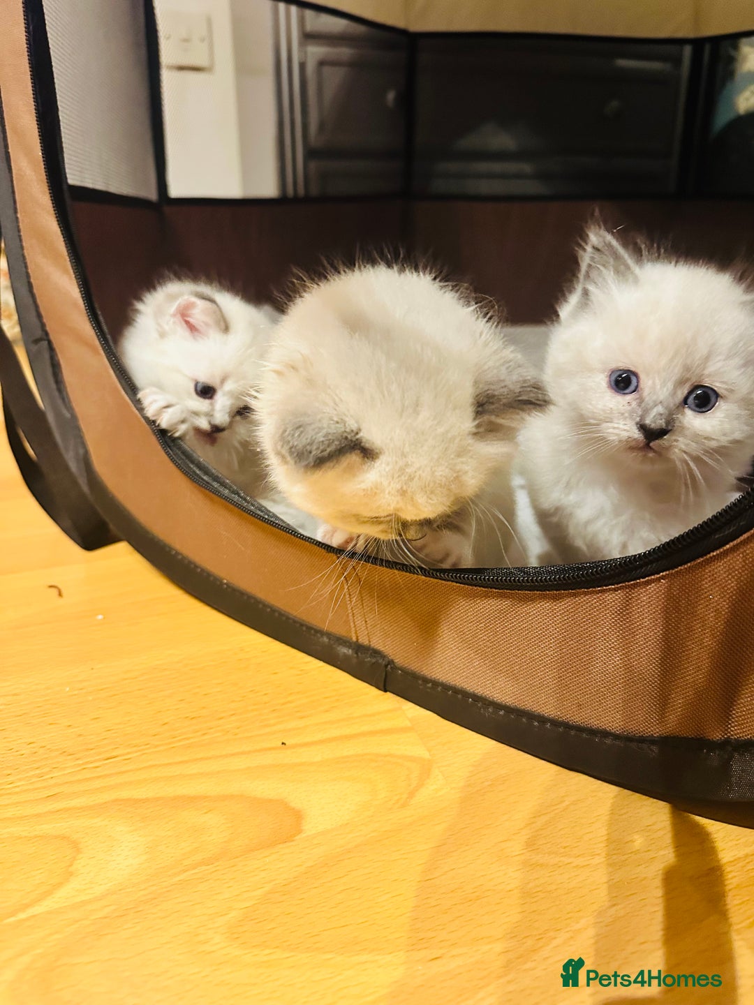 Siberian cats for sale: Neva Masquerade × Ragdoll Kittens – Hypoallergenic - Advert 15