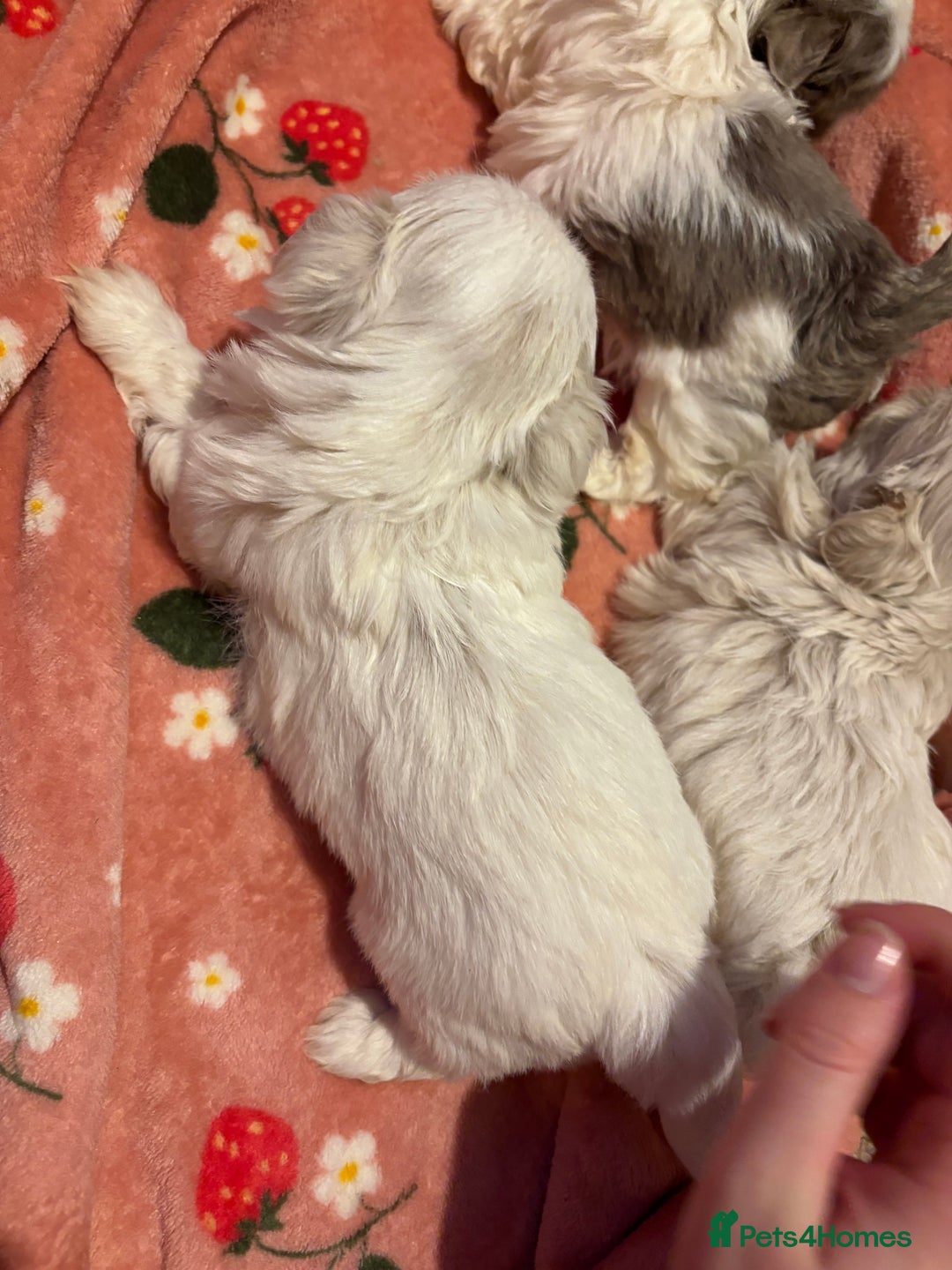 Shih Tzu dogs for sale: Beautiful Shih Tzu puppies - Advert 19