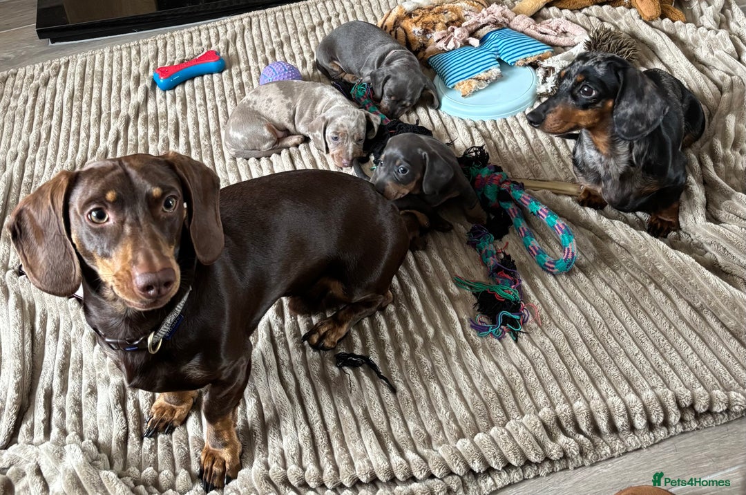 Miniature Dachshund dogs for stud: Kc Miniature chocolate daschund for stud  - Advert 4