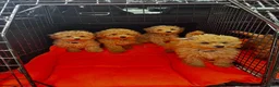 Miniature Poodle dogs for sale: FOUR BEAUTIFUL APRICOT MINIATURE POODLE PUPPIES - Advert 3