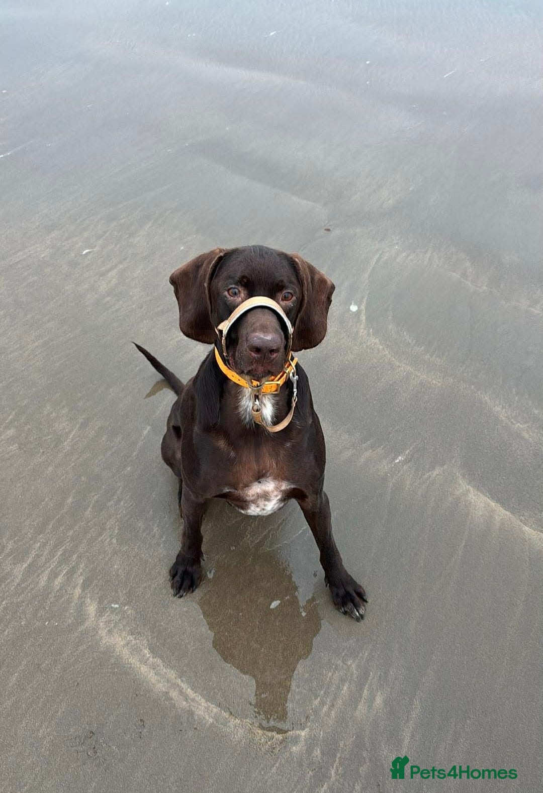 Mixed Breed dogs 🐾❤️ MEET WILSON – YOUR BEST FRIEND IS WAITING ❤️ - Advert 1