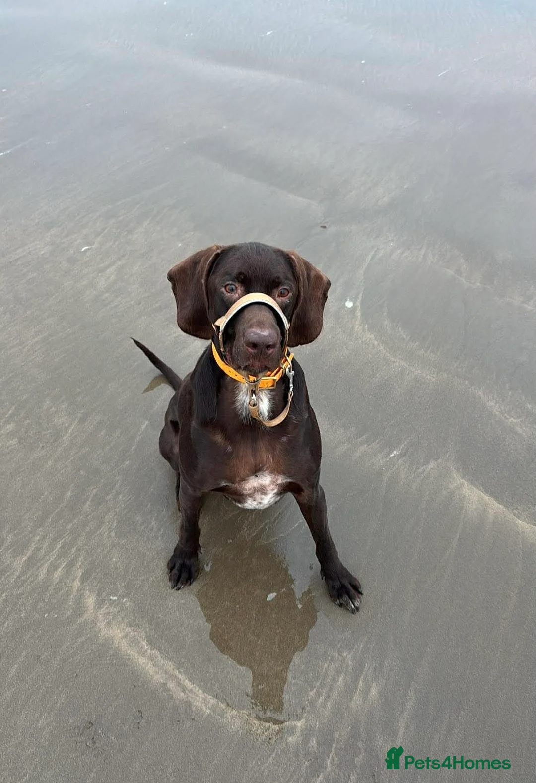 Mixed Breed dogs for adoption: 🐾❤️ MEET WILSON – YOUR BEST FRIEND IS WAITING ❤️ in Bideford - Advert 1