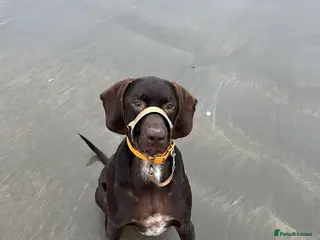 Mixed Breed dogs 🐾❤️ MEET WILSON – YOUR BEST FRIEND IS WAITING ❤️ - Advert 5