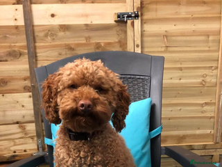 Toy Poodle dogs - Advert 17