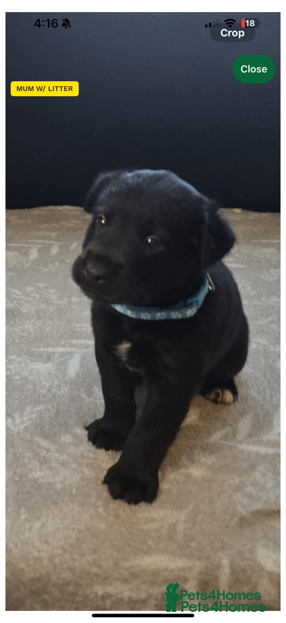 Mixed Breed dogs READY NOW - Goldador Miniature Puppies - Advert 9