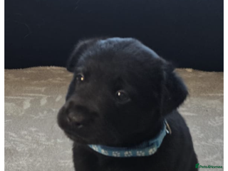 Mixed Breed dogs READY NOW - Goldador Miniature Puppies - Advert 13