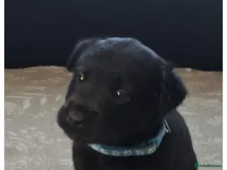 Mixed Breed dogs READY NOW - Goldador Miniature Puppies - Advert 11