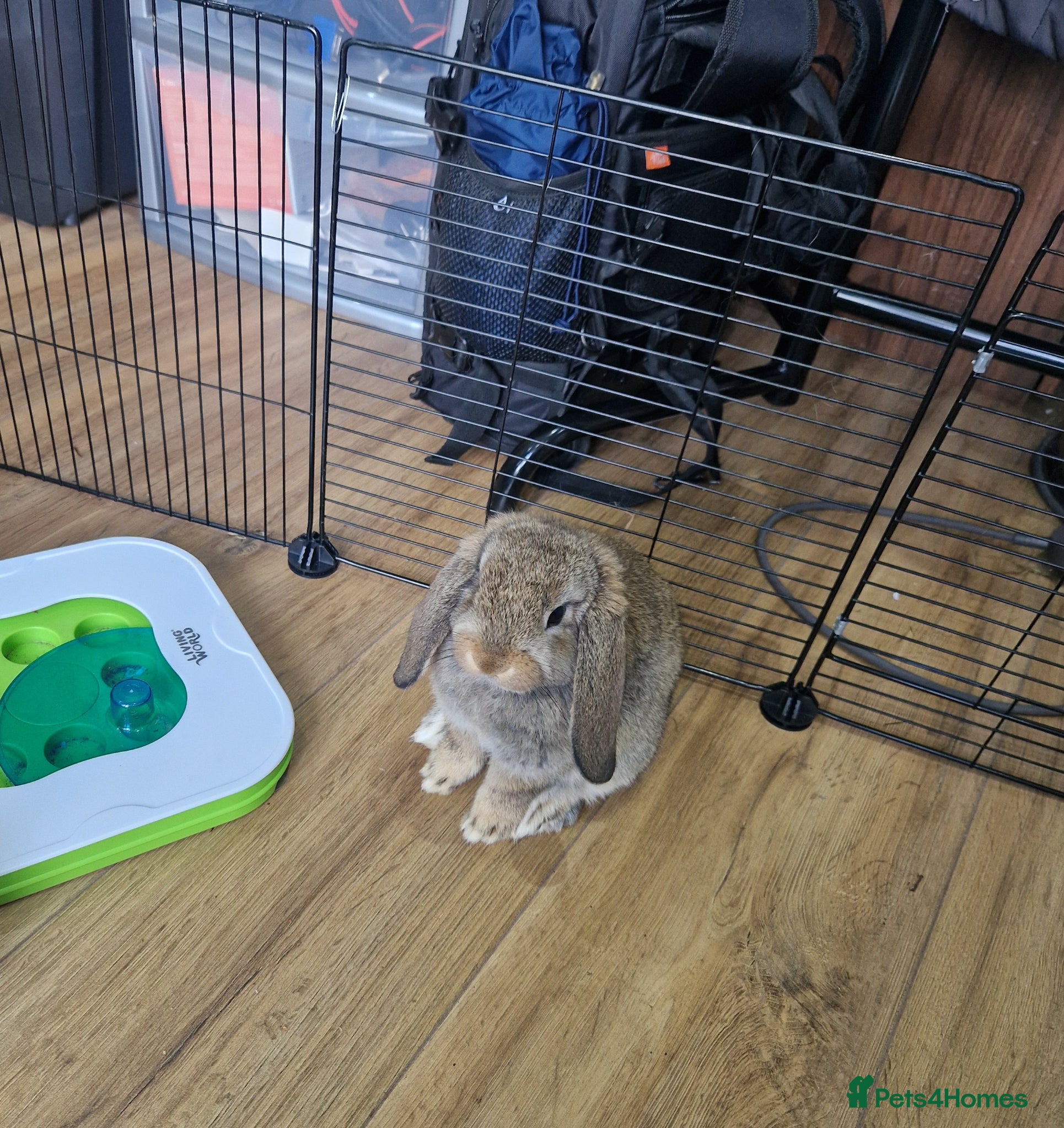 Mini Lop rabbits Friendly baby mini lops for sale  - Advert 2