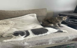 British Shorthair cats for sale: 1.9 y/o year old GCCF Active female - Image 5