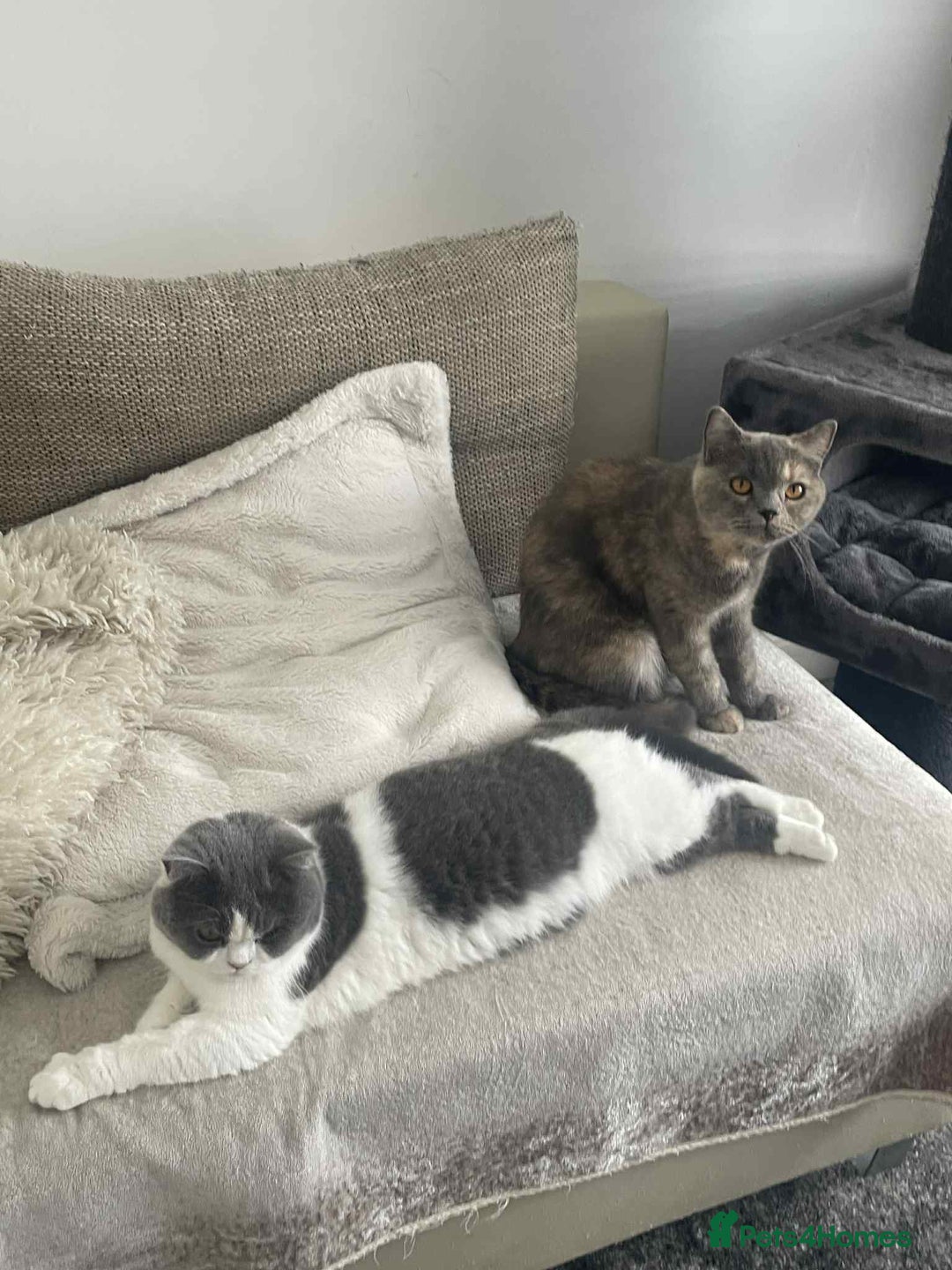 British Shorthair cats for sale: 1.9 y/o year old GCCF Active female - Image 5
