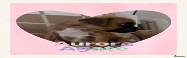 AURORA AGATE