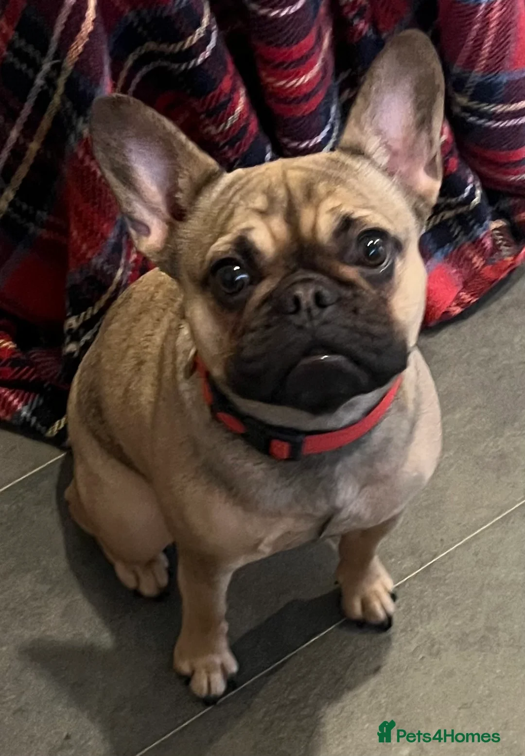 French Bulldog dogs for sale: Beautiful female frenchie - Advert 3
