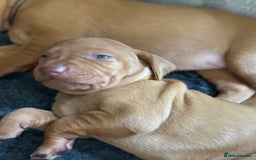 Hungarian Vizsla dogs for sale: Hungarian Vizsla Puppies - Outstanding Pedigree  - Advert 26