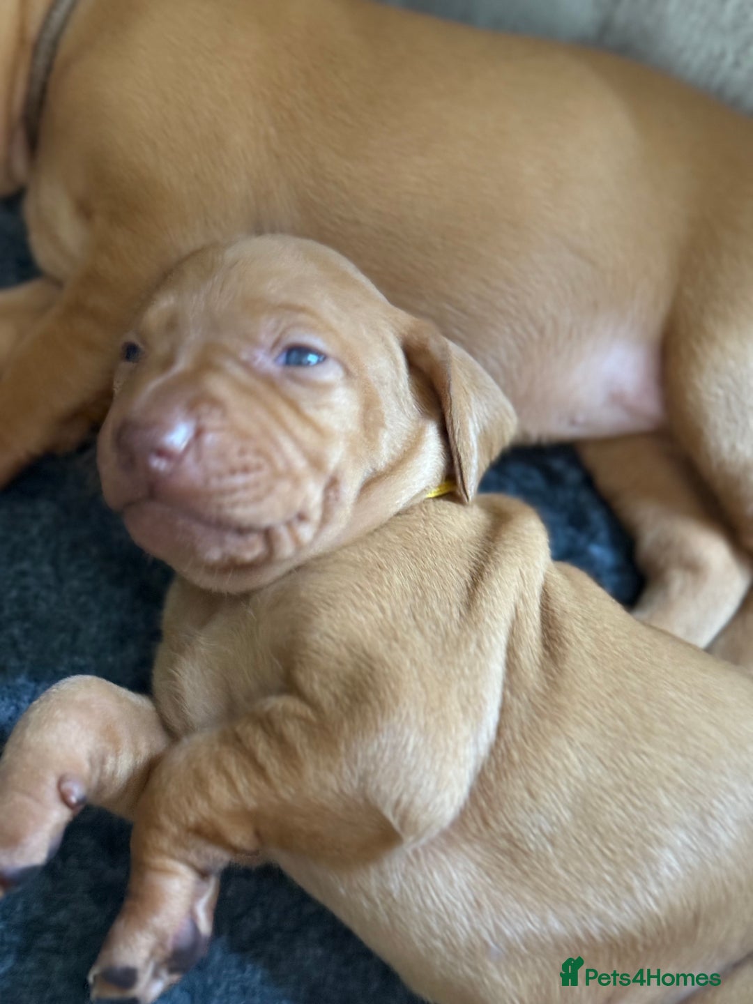 Hungarian Vizsla dogs for sale: Hungarian Vizsla Puppies - Outstanding Pedigree  - Advert 26