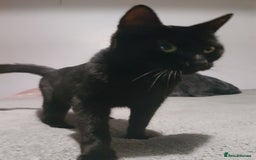 British Shorthair cats for sale: Maggie - Image 2