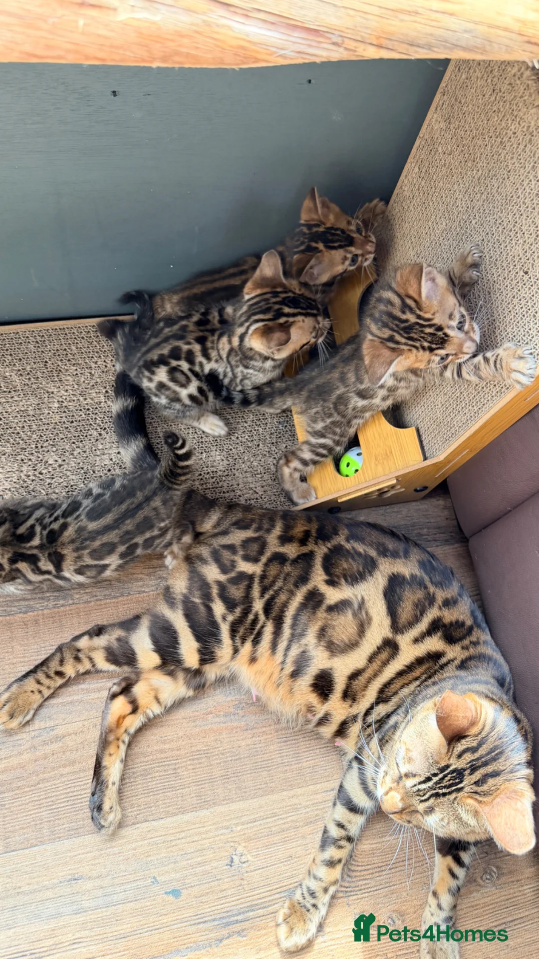 Bengal cats for sale: 🐾 Show quality GCCF Bengal Kittens for Sale 🐾 - Advert 1