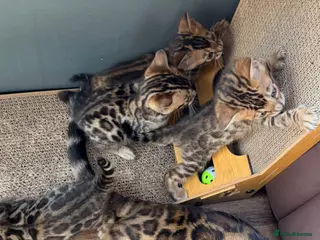 Bengal cats 🐾 Show quality GCCF Bengal Kittens for Sale 🐾 - Advert 6