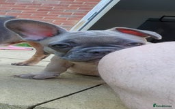 French Bulldog dogs for sale: 1 beautiful boy left £500 - Image 2
