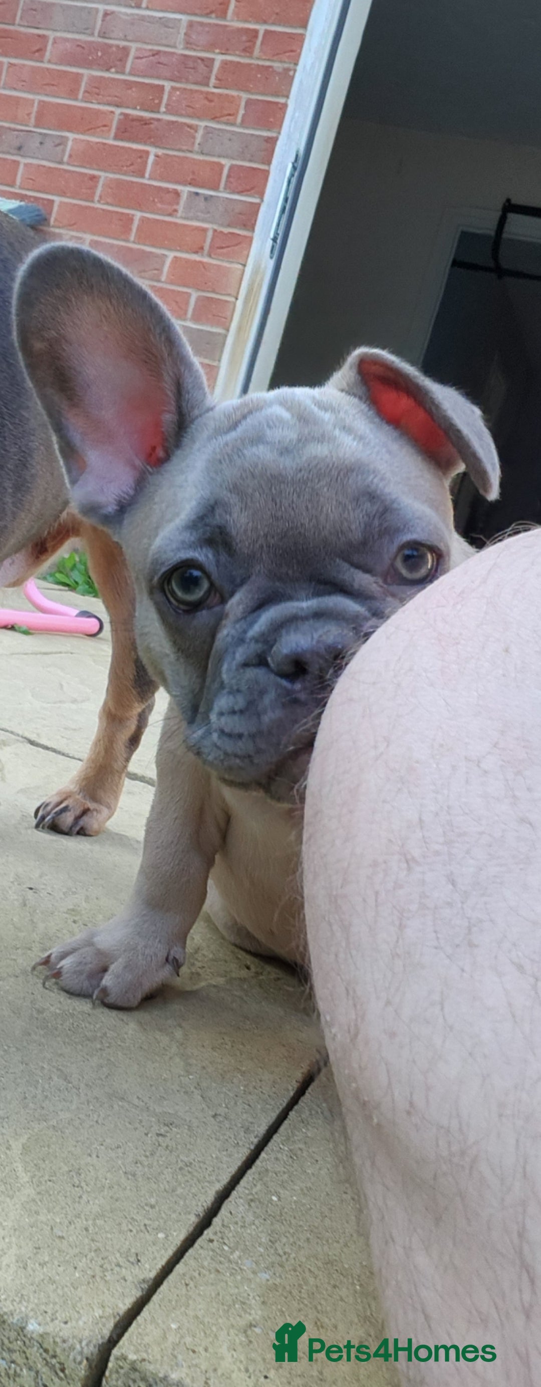 French Bulldog dogs for sale: 1 beautiful boy left £500 - Image 2