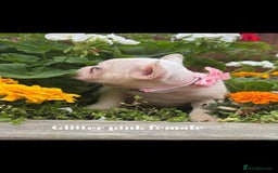 French Bulldog dogs for sale: Beautiful small build fluffy/fluffy carrier french - Image 2