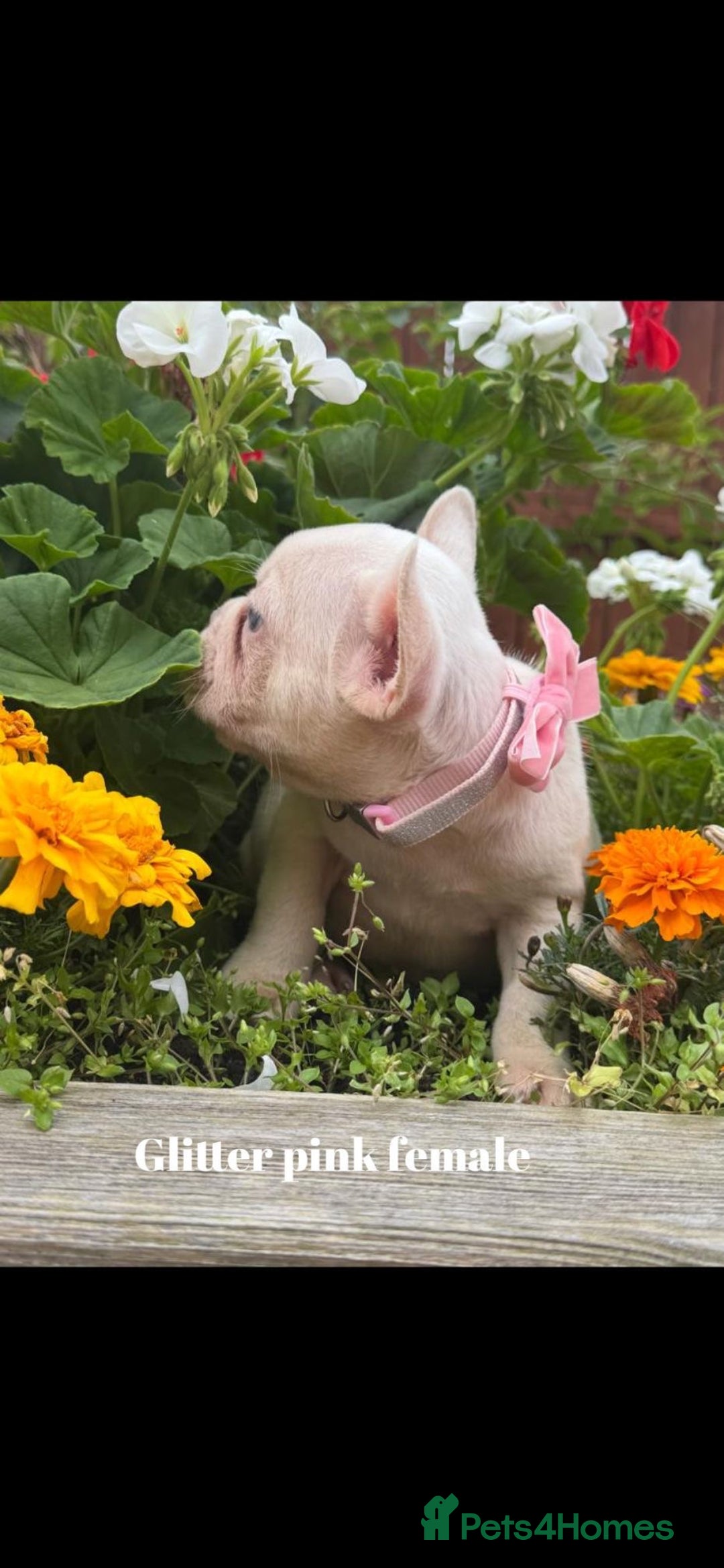 French Bulldog dogs for sale: Beautiful small build fluffy/fluffy carrier french - Image 2