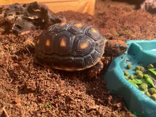 Tortoise reptiles Red-footed tortoise - Advert 1
