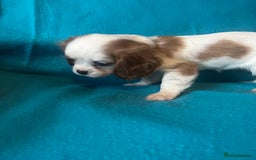 Cavalier King Charles Spaniel dogs for sale: Kc register King Charles puppies. - Image 6