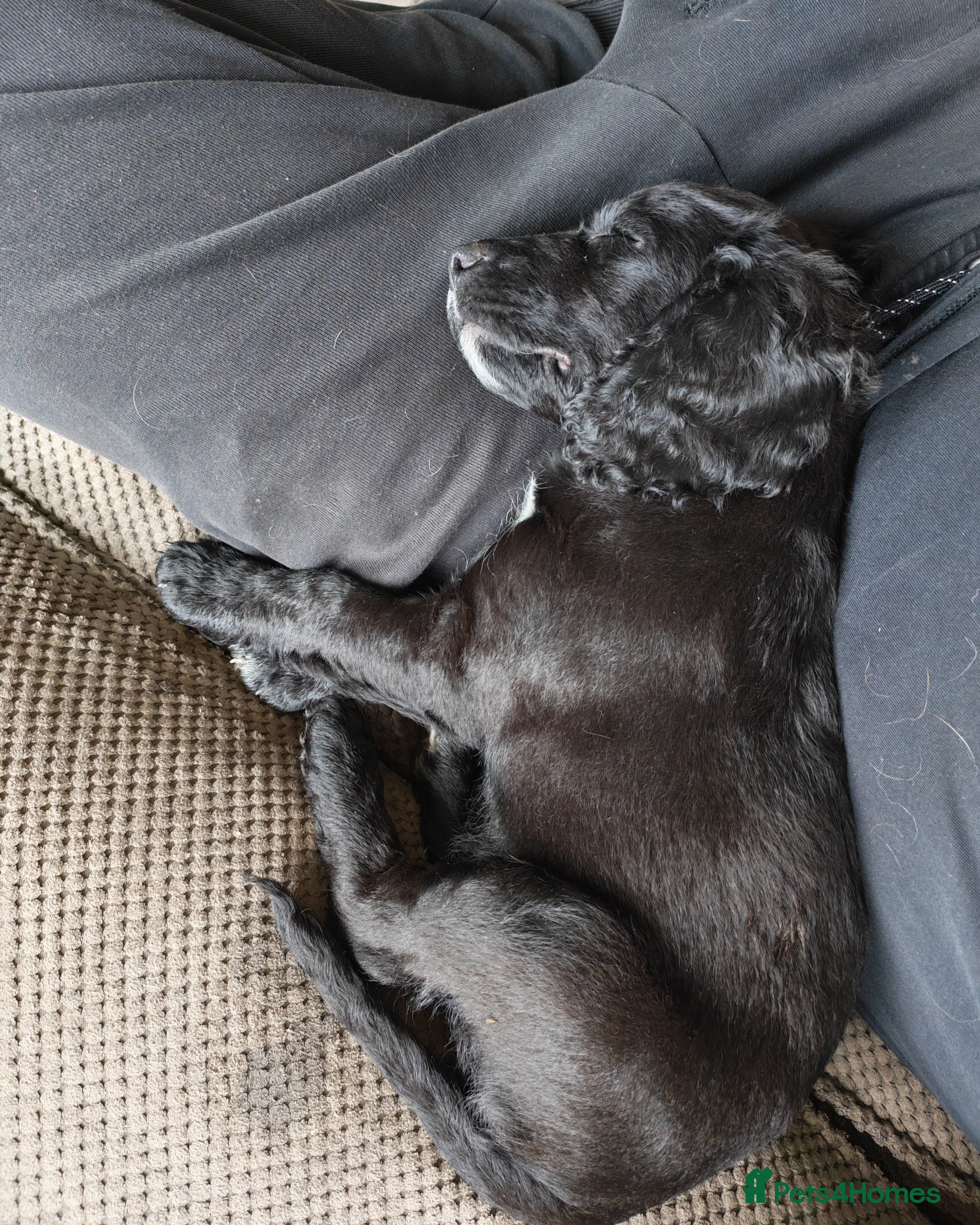 Mixed Breed dogs 🐾 Last Remaining Cockapoo Puppy – Ready Now 🐾 - Advert 2