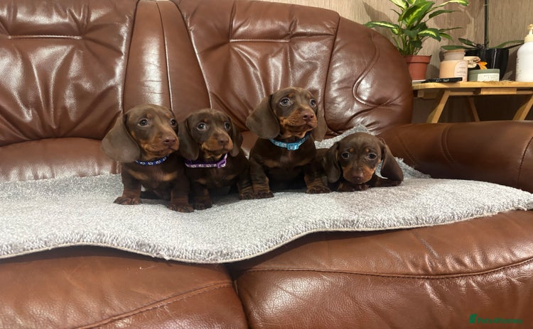 Miniature Dachshund dogs - Advert 9
