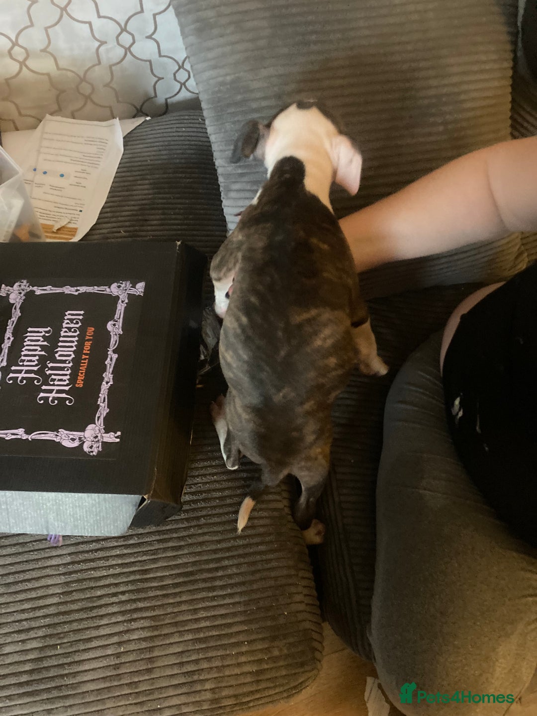 American Bulldog dogs for sale: american bulldog puppies - Image 5