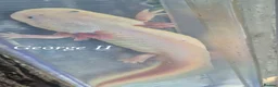 Axolotl reptiles for sale: Adult axolotls needing new waters - Advert 2