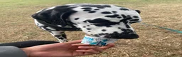 Dalmatian dogs for sale: Dalmy - Advert 9