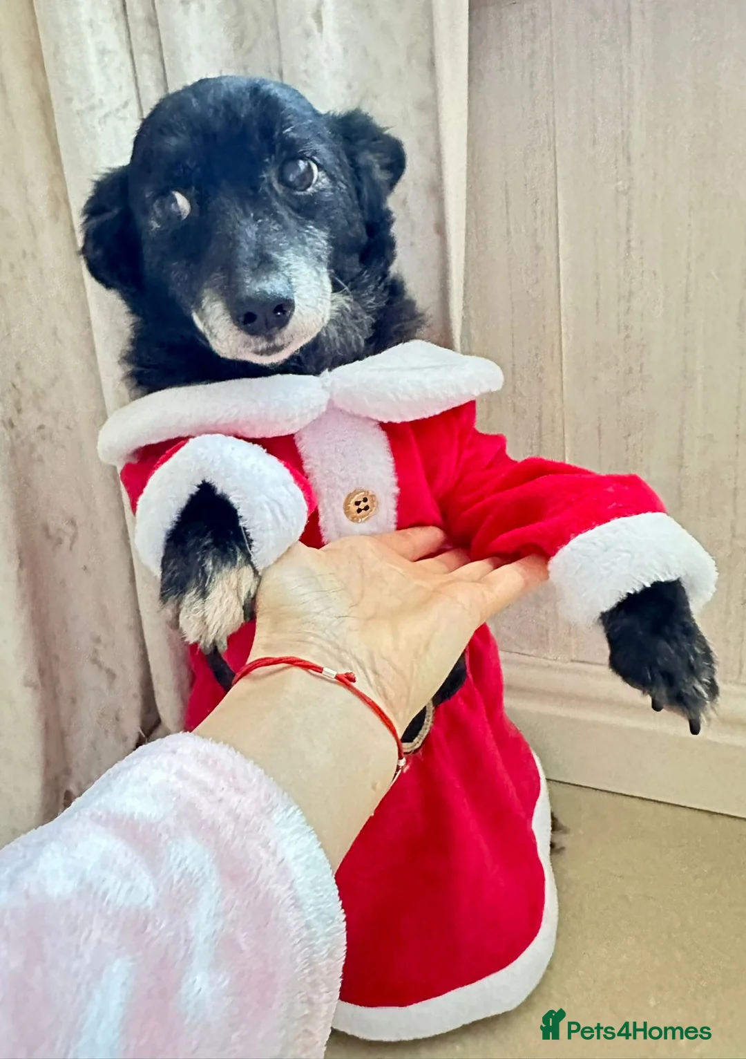 Mixed Breed dogs for adoption: ❤️🐶 FUZZY– 10 yo  gentle little soul 🐶❤️ - Advert 3