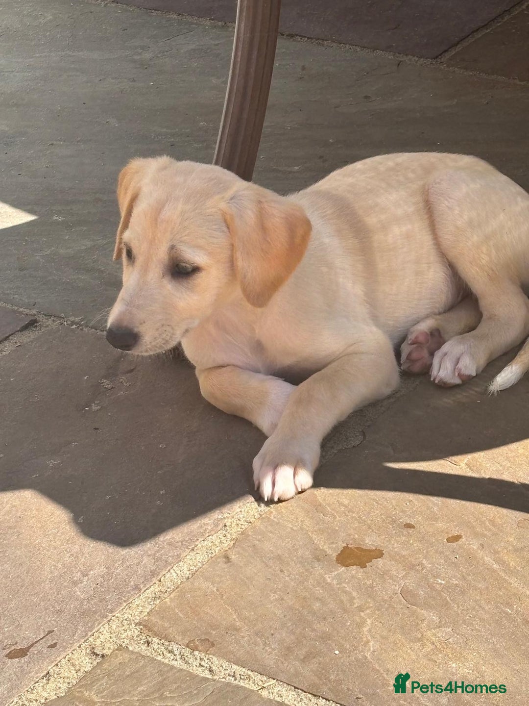 Mixed Breed dogs for sale: Saluki whippet greyhounds  - Image 2