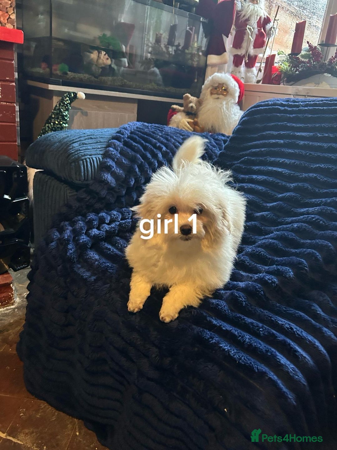 Pomapoo dogs for sale: Pomapoo puppy’s 6 months old - Advert 7