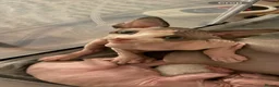 Sphynx cats for sale: Gorgeous male Sphynx kittens for sale  in Liverpool - Advert 8