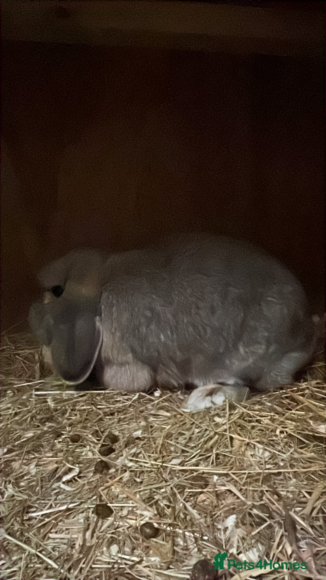 Dwarf Lop rabbits for sale: Trio of drawf lop rabbits - Advert 4