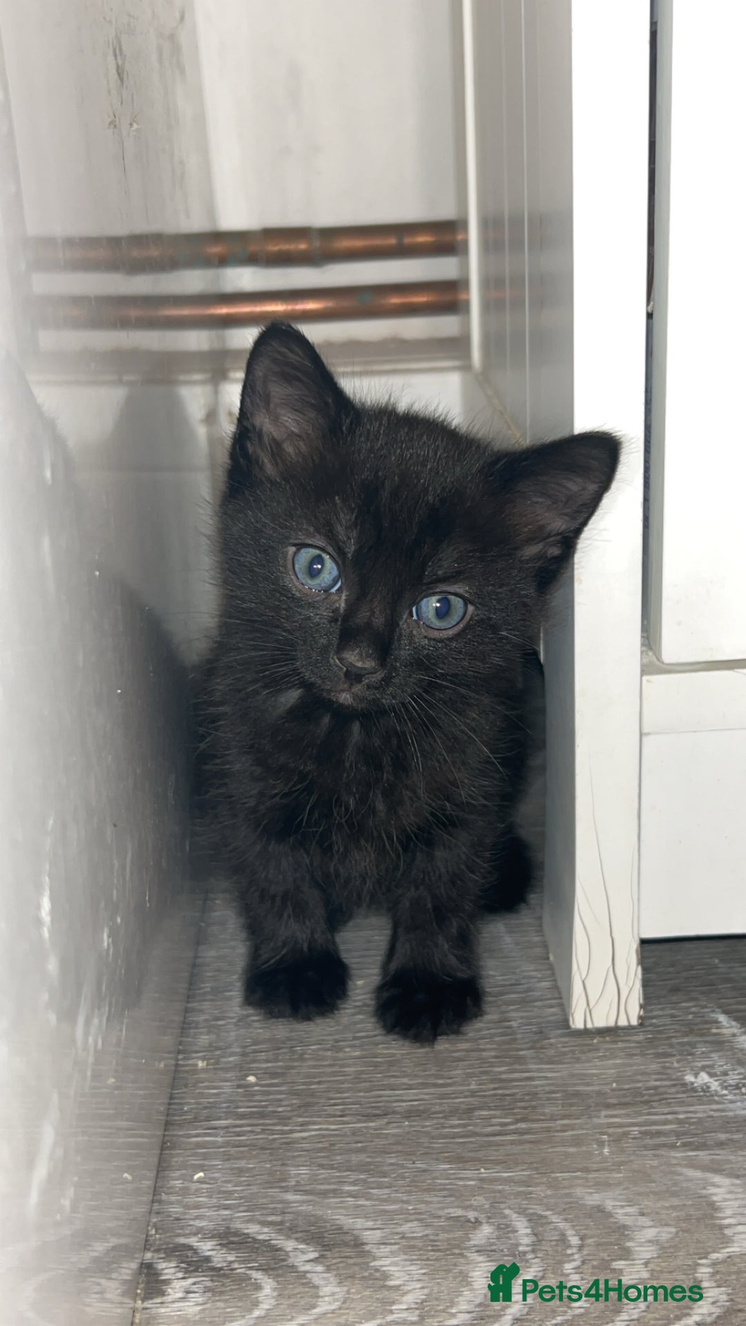 Mixed Breed cats for sale: 4 kittens for sale  - Image 6
