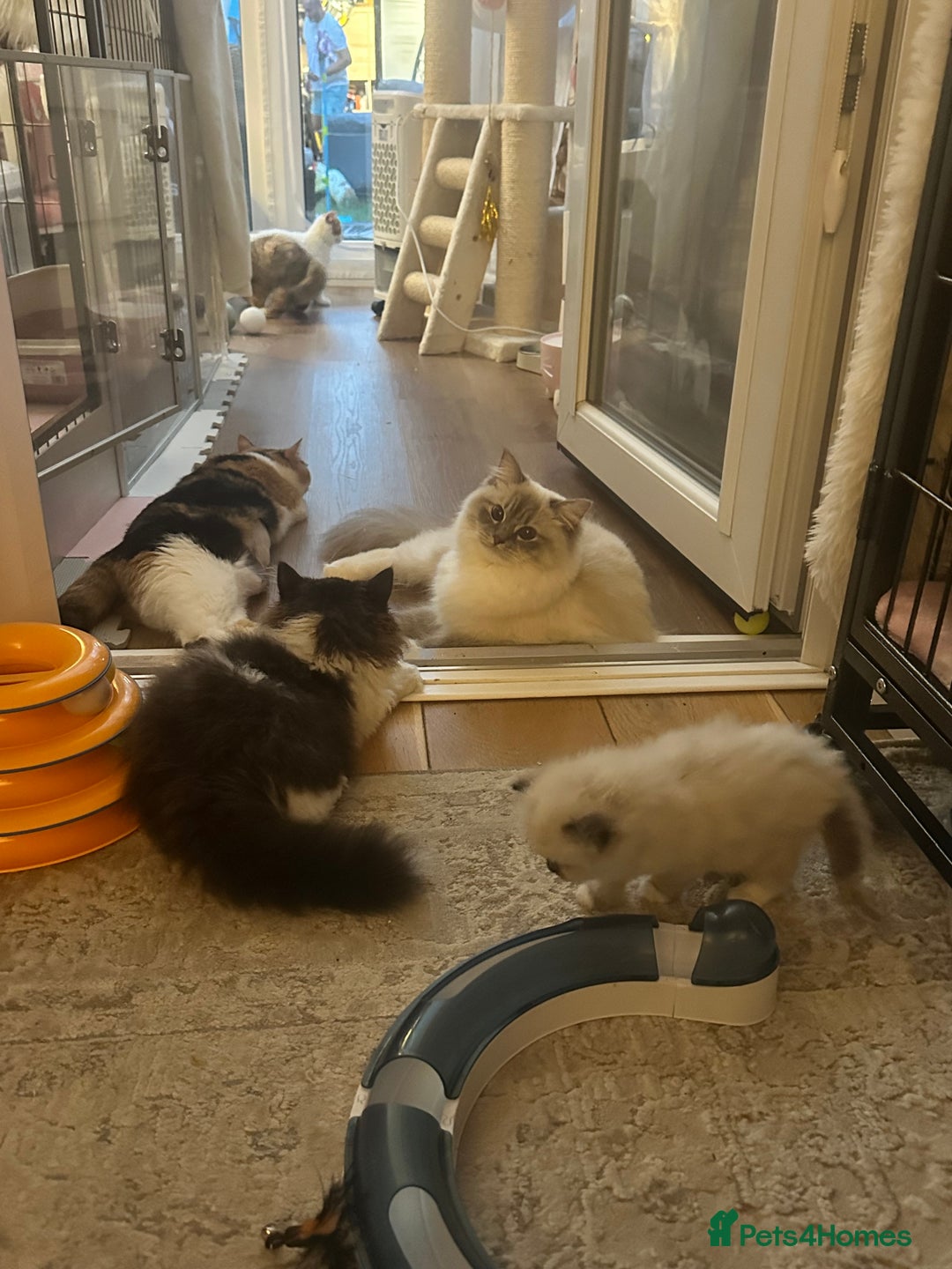 British Shorthair cats for sale: Pedigree Champion line BLH/BSH kittens 🩵🩷💙 - Image 15