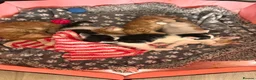 Mixed Breed cats for sale: 4 kittens for sale - Advert 3