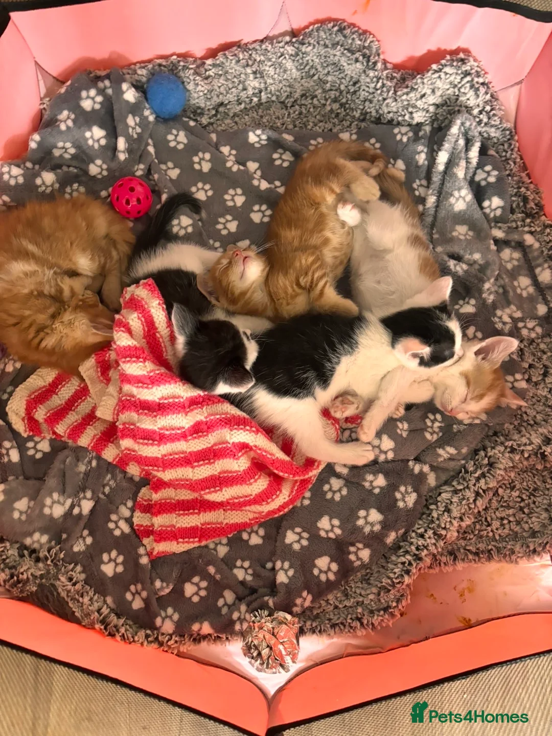 Mixed Breed cats for sale: 4 kittens for sale - Advert 3