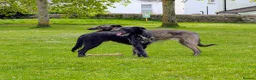 Mixed Breed dogs for sale: 1 yr old collie whippet cross/small lurcher in Bideford - Advert 2