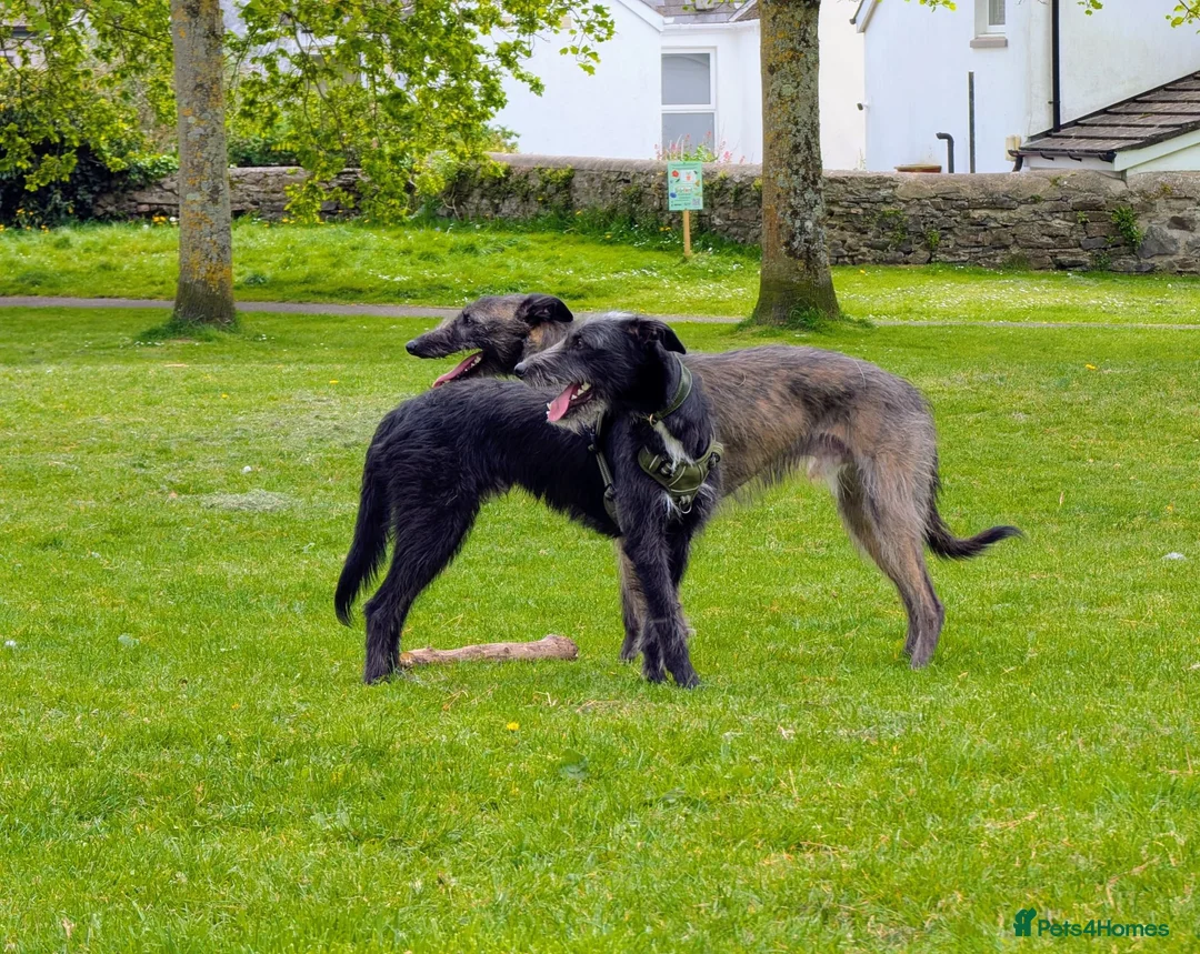 Mixed Breed dogs for sale: 1 yr old collie whippet cross/small lurcher in Bideford - Advert 2