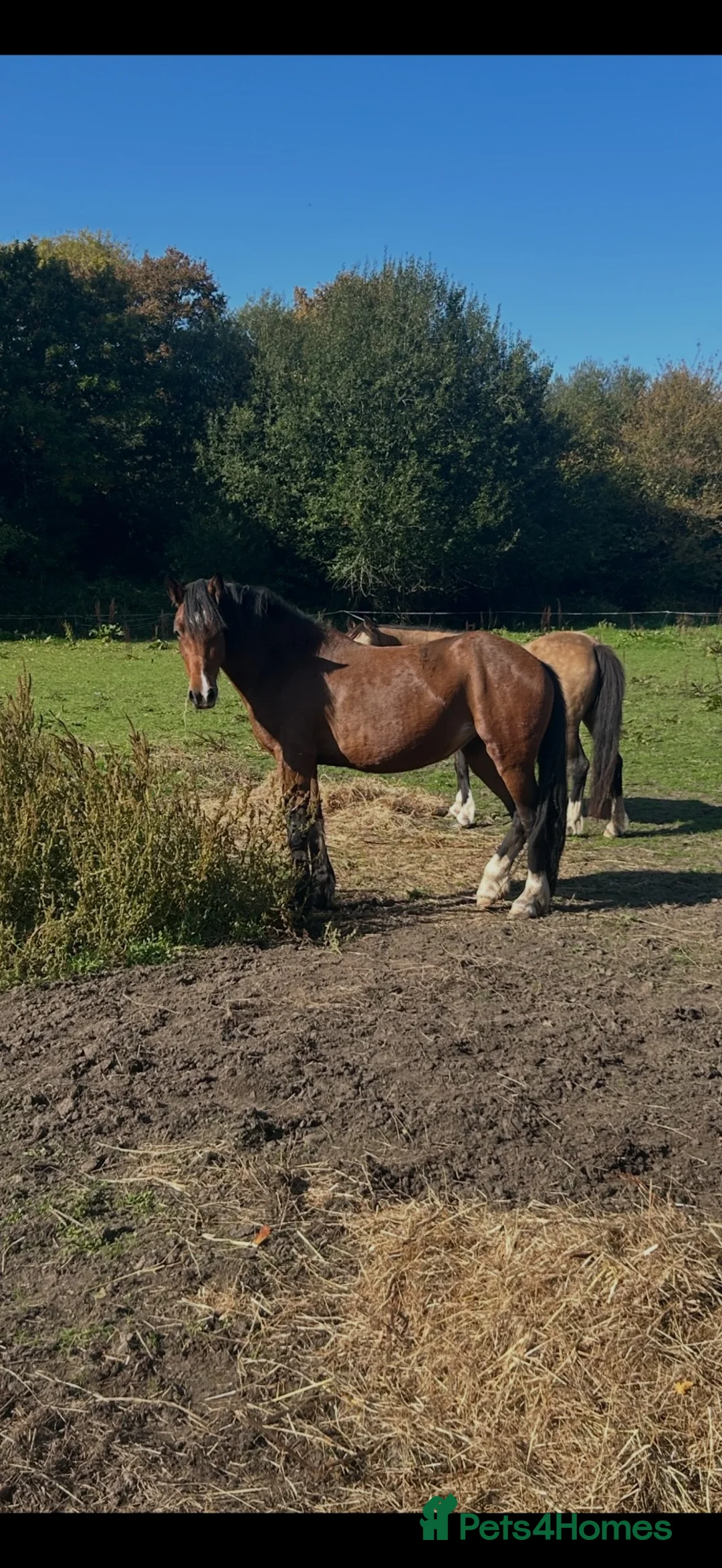 Welsh Section C horses for sale: Welsh C mare  in Southampton - Advert 2