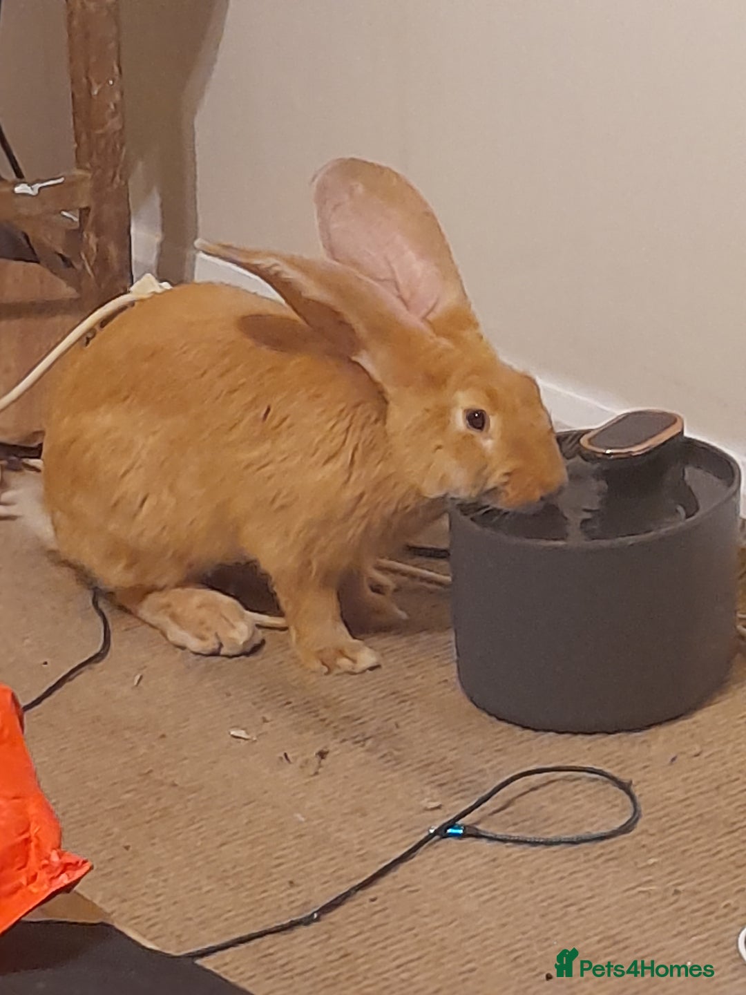 Continental Giant rabbits for sale: Continental rabbit  - Advert 7