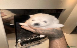 Pomeranian dogs for sale: Champion bloodline Pomeranian puppies  - Image 15