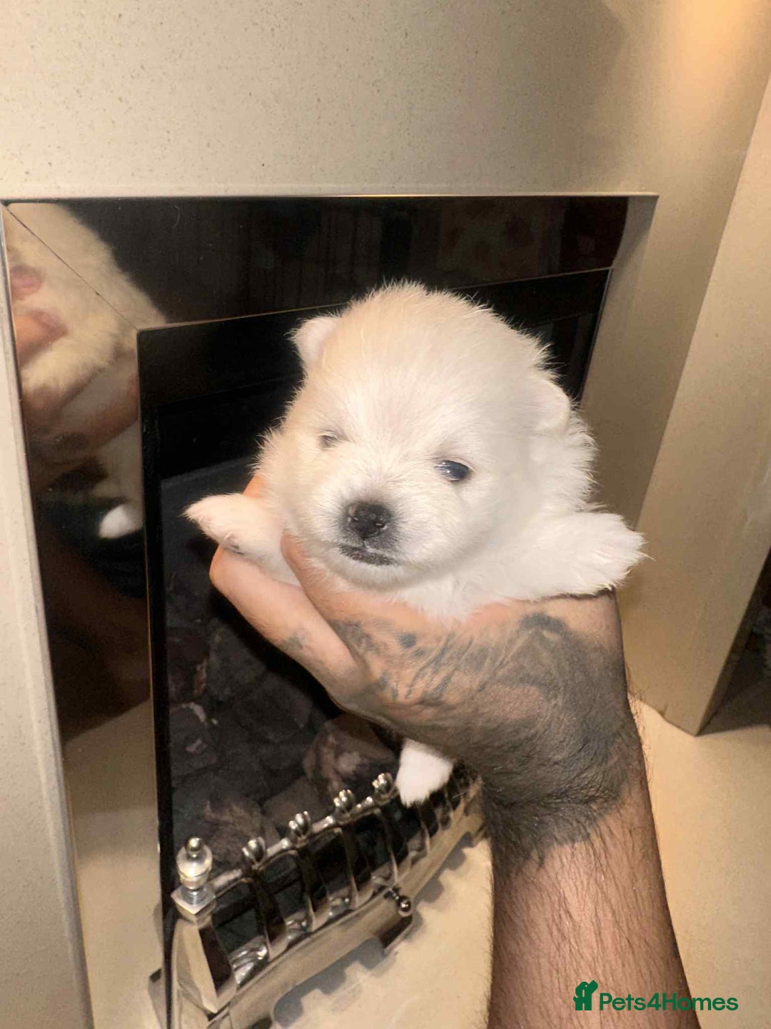 Pomeranian dogs for sale: Champion bloodline Pomeranian puppies  - Image 15