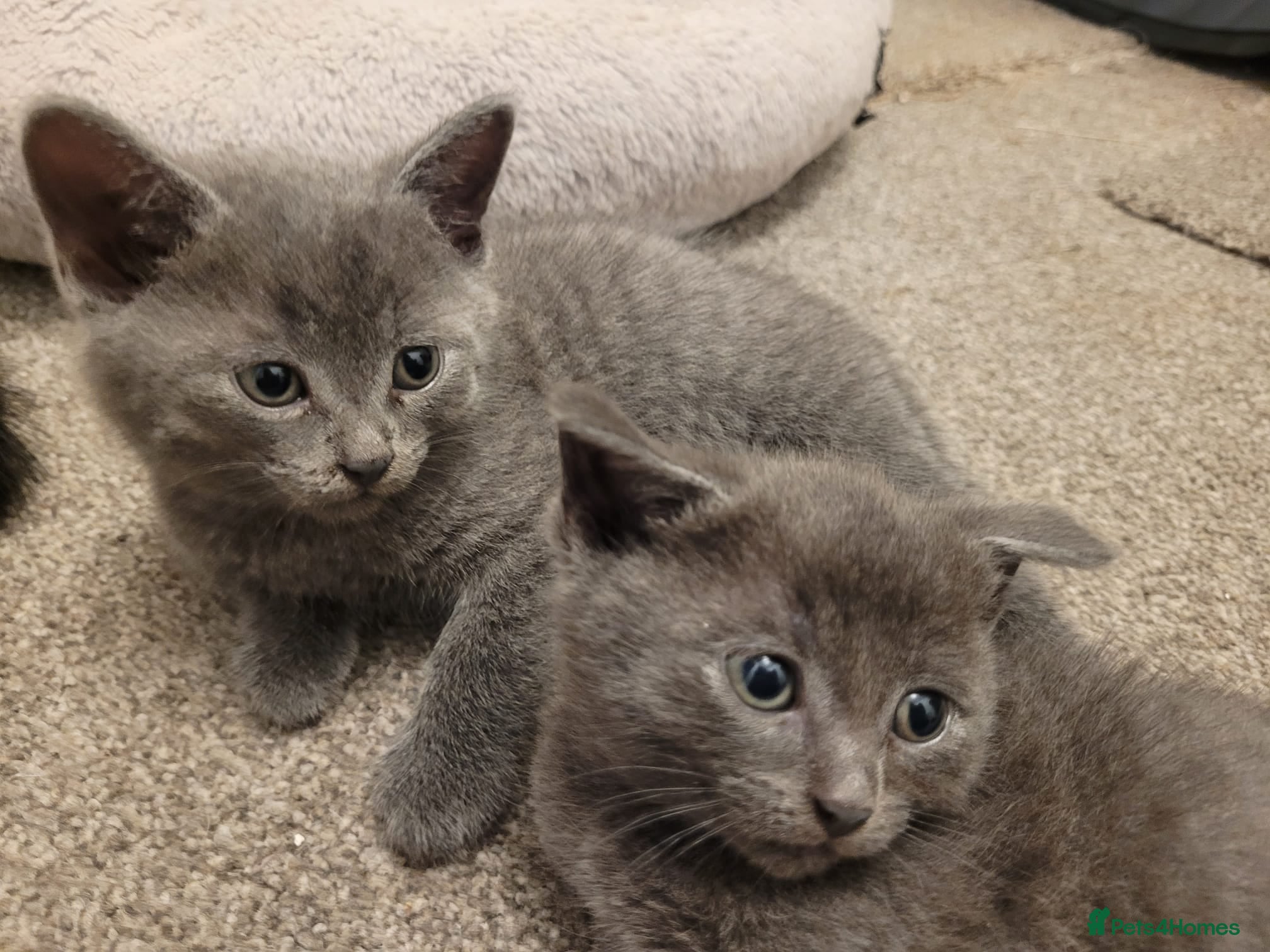 Russian Blue cats Pair of Beautiful Russian Blue Kittens - Advert 1