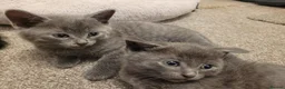 Russian Blue cats for sale: Pair of Beautiful Russian Blue Kittens - Advert 1